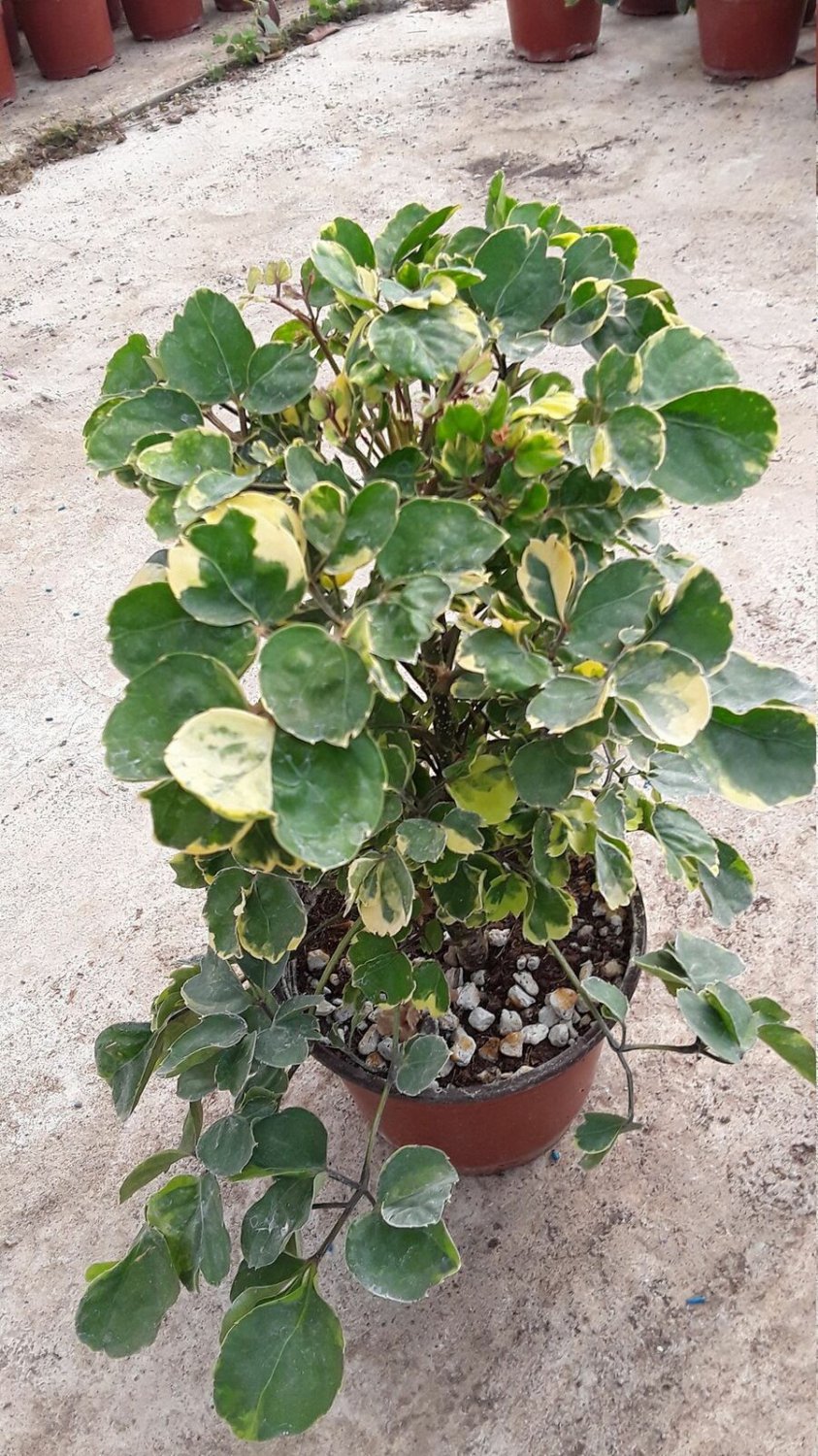 Ming Variegated Aralia Plant