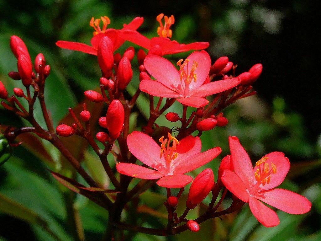 jatropha-integerrima-compacta-red-plant