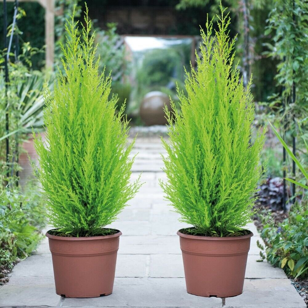 cupressus wilma goldcrest evergreen conifer Local US Seeds (UK Plant)