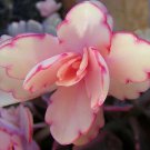 Kalanchoe fedtschenkoi 'Marginata' Succulent Cutting Plant