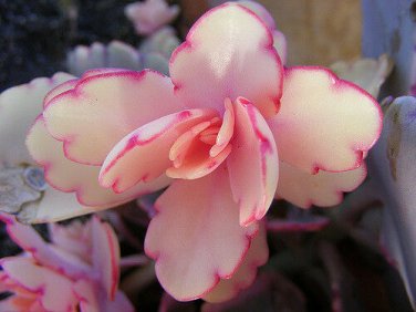 Kalanchoe fedtschenkoi 'Marginata' Succulent Cutting Plant