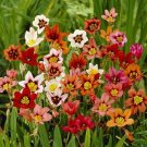 Harlequin Flower mixed colour 5 Fresh Bulbs
