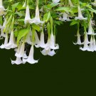 Cutting Plant Brugmansia ~Angel's Trumpet  white