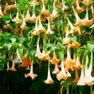 Cutting Plant Brugmansia ~Angel's Trumpet  apricot colour