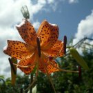 Fresh Tiger Lilyc 1 bulbs