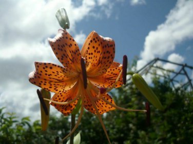 Fresh Tiger Lilyc 1 bulbs