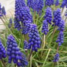 extra bulbs MUSCARI ARMENIACUM 5 bulbs per pack