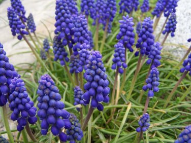 extra bulbs MUSCARI ARMENIACUM 5 bulbs per pack