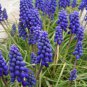 extra bulbs MUSCARI ARMENIACUM 5 bulbs per pack