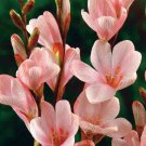 Tritonia lineata 3 bulbs