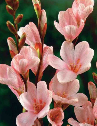 Tritonia lineata 3 bulbs