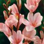 Tritonia lineata 3 bulbs