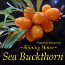 ~Sea Buckthorn~ Hippophae rhamoides Cold Hardy to Zone 3a ~Shining Horse~