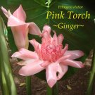 ~PINK TORCH~ Ginger Exotic Etlingera elatior Fresh 15 SEEDS USA seller