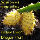 ~YELLOW DWARF~ DRAGON FRUIT Selenicereus megalanthus Pitaya USA Seller 10 SEEDS
