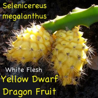 ~YELLOW DWARF~ DRAGON FRUIT Selenicereus megalanthus Pitaya USA Seller 10 SEEDS