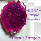 ~PURPLE DRAGON FRUIT~ Red Skin Purple Plup Pitaya Hylocereus Cactus 100 Seeds