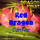 ~RED DRAGON FRUIT~ Red Skin YUMMY RED Plup Pitaya Hylocereus Cactus 100+ SeedS