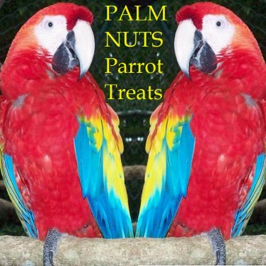 PARROT TREATS~ PALM NUTS Wodyetia bifurcata MACAW 12 BIG FRESH SEEDS ORGANIC