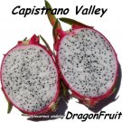 CAPISTRANO VALLEY~ WHITE DRAGON FRUIT Red Skin Wht Plup Pitaya 100+ Seed