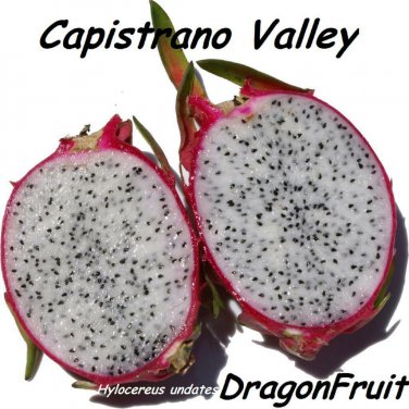 CAPISTRANO VALLEY~ WHITE DRAGON FRUIT Red Skin Wht Plup Pitaya 100+ Seed