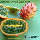 KIWANO~ Cucumis metuliferus AFRICAN HORNED MELON Cucumber Non GMO 10+ Seeds