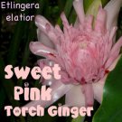 SWEET PINK~ TORCH GINGER Etlingera elatior RARE Thai Zingiberaceae 25 Seeds