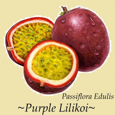 Purple Lilikoi~ Passiflora edulis EDIBLE VINE Purple Passion Fruit 25 SEEDS