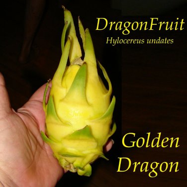 GOLDEN DRAGON~ DragonFruit Pitaya White Pulp Yellow Fruits Undatus Seeds EXOTIC