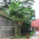 MacARTHUR~ Palm Tree 50+ LIVE SEEDS Rare Papua New Guinea Plant