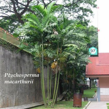 MacARTHUR~ Palm Tree 50+ LIVE SEEDS Rare Papua New Guinea Plant