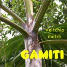 GAMITI PALM~ Veitchia metiti 10 Seeds VANUATU Rainforest Elegant RARE PALM SEED