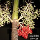 Christmas Palm Tree Adonidia merrilli 25 LIVE SEEDS TROPICAL Dwarf Royal Palm