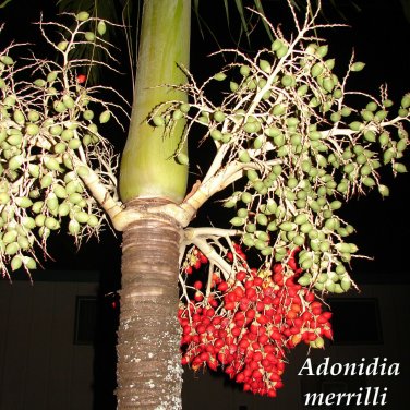 Christmas Palm Tree Adonidia merrilli 25 LIVE SEEDS TROPICAL Dwarf Royal Palm