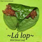 LALOT~ Piper Sarmentosum WILD BETEL LEAF Culinary Thai SPICE Live Potd sm Plant