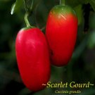 IVY GOURD~ Coccinia Grandis Scarlet Gourd Tindora Tropical Vine 30 Fresh Seeds