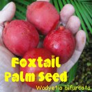 FOXTAIL Palm Tree Wodyetia bifurcata the BEST SEEDS are from Hawaii Easy Grow