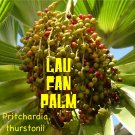Dwarf FIJI FAN Palm~ Pritchardia thurstonii Rare ~LAU FAN PALM SEED~