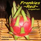 FRANKIE'S RED~ DragonFruit Red Skin Red Plup Pitaya Hylocereus 100+ Seeds