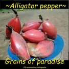 ALLIGATOR PEPPER~ (Aframomumu melegueta) Grains of paradise SPICE Live sm Plant