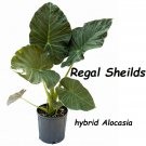 Regal Sheilds~ hybrid Alocasia Taro Elephant Ear Live sml plant