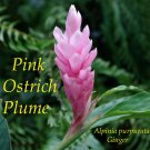PINK OSTRICH PLUME GINGER~ Alpinia purpurata HAWAII Live Sm Pot'd Starter Plant