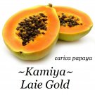 LAIE GOLD~ HYBRID PAPAYA Kamiya Yellow Flesh Solo X-77 UH Cultivar 60+ SEEDS