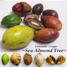 SEA ALMOND~ Tree CAY BANG Tropical Terminalia Catappa Live 5 SEEDS for planting