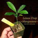 LEMON DROP MANGOSTEEN~ Garcinia intermedia YELLOW FRUIT Pot Starter Small Plant