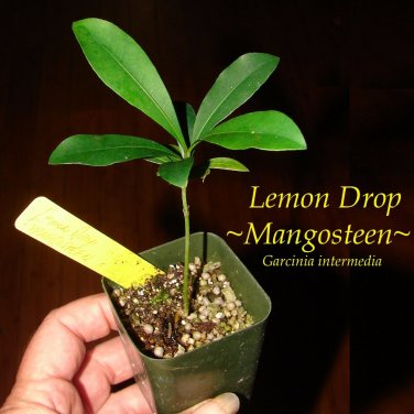 LEMON DROP MANGOSTEEN~ Garcinia intermedia YELLOW FRUIT Pot Starter Small Plant