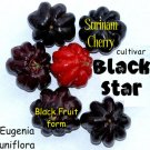 BLACK STAR~ Surinam Cherry Fruit Tree Eugenia uniflora LIVE Potd Plant SEEDLING