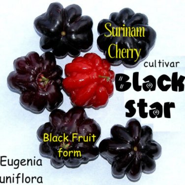 BLACK STAR~ Surinam Cherry Fruit Tree Eugenia uniflora LIVE Potd Plant SEEDLING