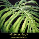 WINDOWLEAF~ Philodendron MONSTERA DELICIOSA HousePlant INDOOR Potd small Plant