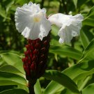 DWARF FRENCH KISS~ Costus speciosus SPIRAL FLAG GINGER Live small potted PLANT